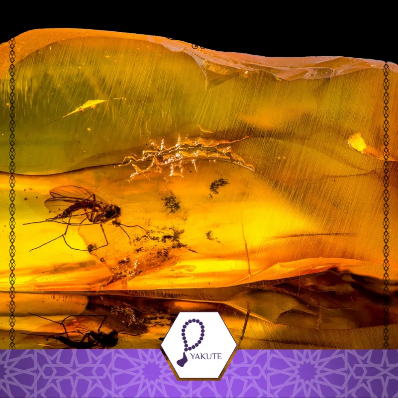 amber supplier 3