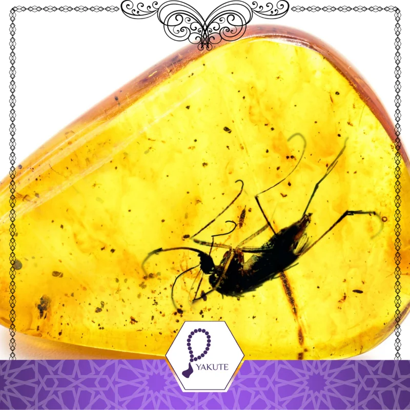 Amber Supplier 1