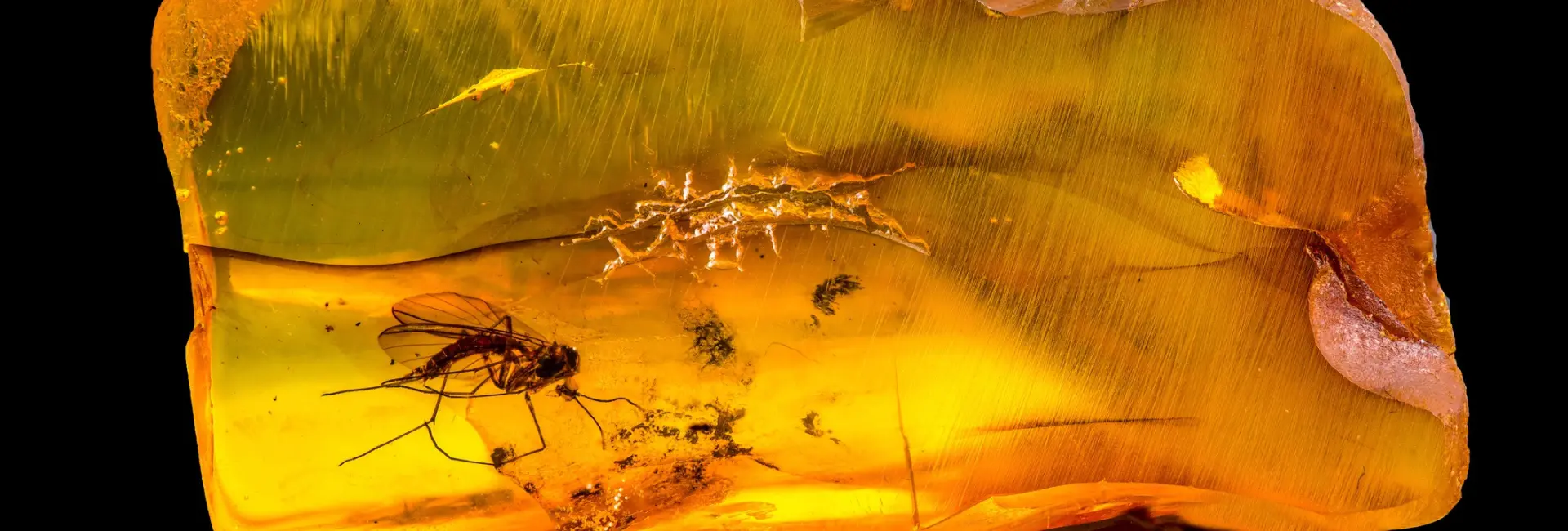 Raw Amber Wholesale